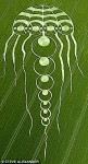 jellyfish crop circle