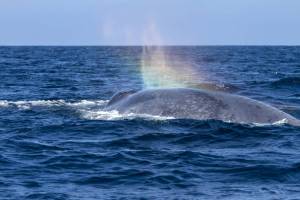Migrating gray whales sometimes learn notes from humpbacks on their shared journey